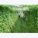 Viet Nam carries out new food safety measures in agricultural sector