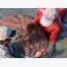 Mekong Delta provinces boost shrimp exports