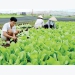 Main farm produce account for 66 percent of total agricultural production