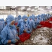 Coronavirus halts shrimp exports to China