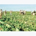Vietnamese farm owners in Russia