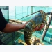 Ninh Thuận develops sustainable marine aquaculture