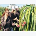 Binh Thuan opens tours to dragon fruit fields