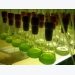 Vi tảo - tăng cường sức khỏe tôm nuôi để đối phó với dịch bệnh