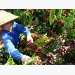 Asia Coffee-Coronavirus worries weigh on prices in Vietnam