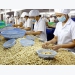 More efforts needed to maintain VN’s leading position in cashew export