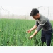Bac Giang first ever exports bunching onion to Japan