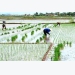 Lưu ý gieo cấy lúa Xuân 2020