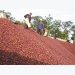 Coffee exports, consumption drop due to COVID-19