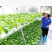 Hanoi agriculture strives to grow at least 3% this year
