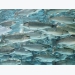 America’s largest animal welfare organisation launches aquaculture standards