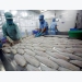 Pangasius fish exports to UK surge