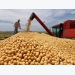Nguồn cung đậu tương của Brazil sẽ ổn định trở lại vào tháng 3/2021