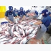 Cambodia lifts ban on catfish imports from Vietnam