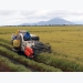 High rice export price benefits farmers