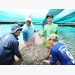 Bạc Liêu should focus on hi-tech shrimp farming: deputy minister