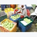 Đồng Tháp produces high-quality mangoes to meet export requirements