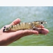 Japan lifts inspection on black tiger shrimp from India
