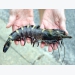 Minh Phu’s next big bet is on organic black tiger shrimp