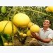 Bac Giang harvests nearly 40,000 tonnes of orange, pomelo