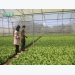 Bà Rịa - Vũng Tàu Province keen on developing high-tech agriculture