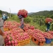 Việt Nam to diversify dragon fruit markets