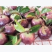 Ke Sach’s purple star apple ready for export