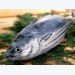 Xuất khẩu cá ngừ sang nhiều nước EU tăng 