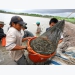Biological products help reducing diseases, environmental pollution in shrimp farming