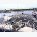 Aquaculture output grows 4.17 percent to 4.75 million tonnes