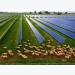 Farmers shouldn’t have to compete with solar companies for land