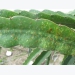 Treatment of BSD on dragon fruit ensures European export standards