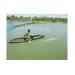 trien-khai-mo-hinh-nuoi-ca-dieu-hong-thuong-pham-o-ninh-thuan