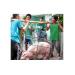 4,4% Mẫu Thịt Và Gan Heo Nhiễm Chất Cấm