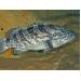 Cá Mú Nuôi Bị Dịch Bệnh, Chết Hàng Loạt Ở Phú Yên