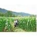 chuyen-doi-cay-trong-co-hieu-qua-o-cat-tai-binh-dinh