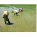 Nhân Rộng Mô Hình Thâm Canh Lúa 1 Phải 5 Giảm Ở Ninh Thuận