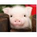 Biến đổi khí hậu và ngành chăn nuôi lợn
