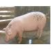 Các trang trại nuôi lợn làm gia tăng sự kháng kháng sinh