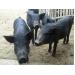 Nghiên cứu thay thế thuốc kháng sinh trong chăn nuôi lợn