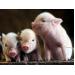 Nghiên cứu tỷ lệ tiêu hoá axit amin trong đậu nành ở lợn con cai sữa