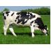 Nghiên cứu về lượng thuốc kháng sinh trong chăn nuôi bò sữa tại California
