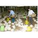 Kinh nghiệm phát triển chăn nuôi trang trại ở Hiển Khánh