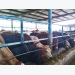 Central Highlands develops large-scale cattle farming