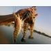 Culture of giant freshwater prawns in China