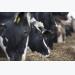 Using feed additives to improve milk production efficiency