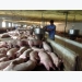 Five measures proposed to save pig-farming industry