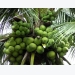 Kỹ thuật trồng dừa xiêm xanh (Kỳ III)