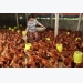 Official: Vietnam has yet to export live poultry to Saudi Arabia