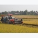 Giống tốt, sạ thưa, bồ đầy thóc